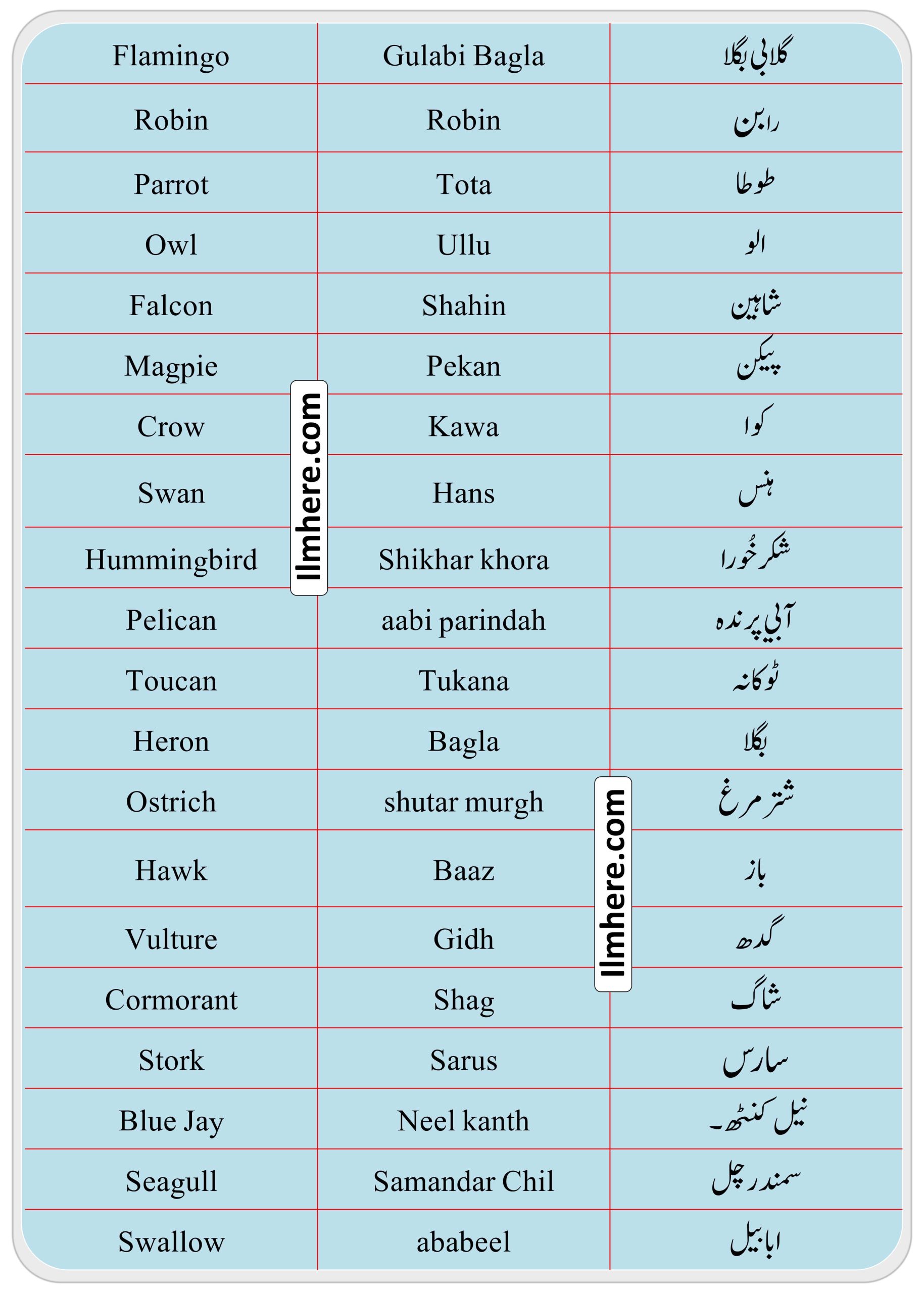 All Birds Names in Urdu To English and Hindi with Pictures