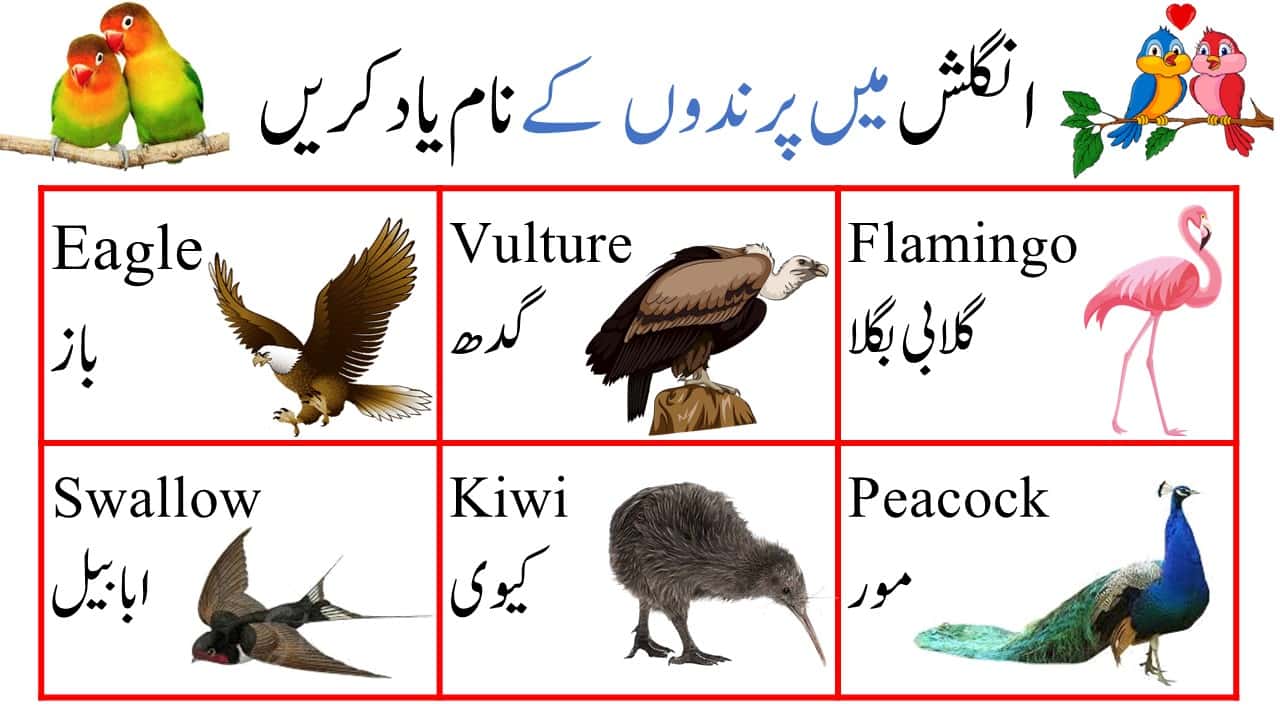 All Birds Names in Urdu To English and Hindi with Pictures
